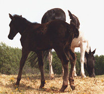 Nick's Foalquest picture