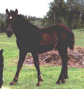 Nick's Second FoalQuest picture