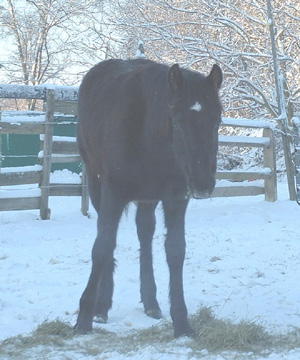 Nick's First Snow in Maryland