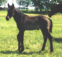 Maggie's Foalquest Picture